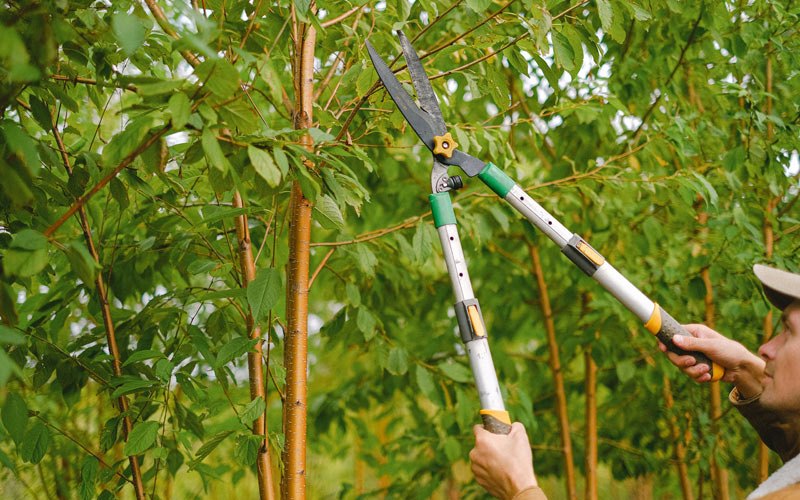 Tree trimming in Villa Ridge, MO